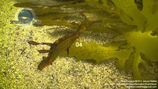 Sydney Weedy Sea Dragon Underwater Stock Footage Video.mp4