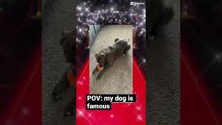 POV: your dog is famous