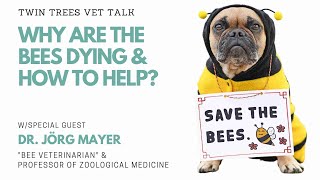 Why Are The Bees Dying  & How To Help The Bees | Twin Trees Vet Talk