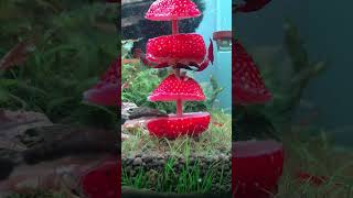 The fish and shrimps loves the strawberry 🍓🍓.. #shortvideo #shrimp #udanghias