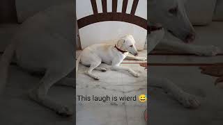 my dog reaction to healthy beetroot salad 😂🥴#shorts #viral #youtubeshorts