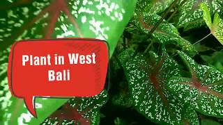 Plant of West Bali, Tumbuhan di Jembrana