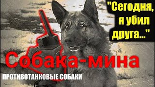 СОБАКА-МИНА. Сегодня я убил друга. Стихи до слёз! Собака-камикадзе. Читает автор Мария Шадрина