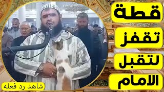 شاهد قطة تقفز على كتف الإمام أثناء صلاة التراويح والعجيب رد فعله ؟