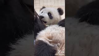 Fluffy Panda baby🐼🥰|Panda HappyLand