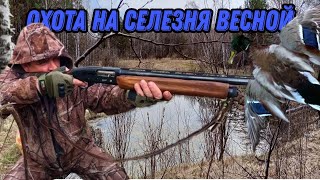 ОХОТА НА СЕЛЕЗНЯ С ЧУЧЕЛАМИ ВЕСНОЙ 5 мая 2024г. Закрыл путевку !!!