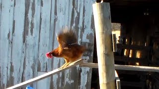 Funny Chicken Slide