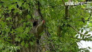 Green woodpecker perching at entrance to nest hole and feeding chick before taking flight, UK.