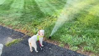 Paco the Sprinkler Slayer.  #PacoAndChico