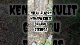 INILAH ALASAN KENAPA KULIT POHON GAHARU DIKUPAS