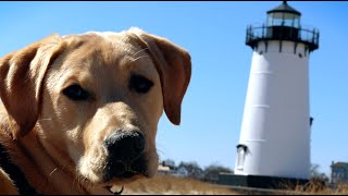 Penny Goes to Martha's Vineyard