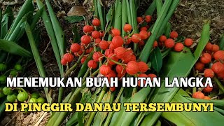 buah buahan langka |||• menemukan buah hutan langka di danau tersembunyi