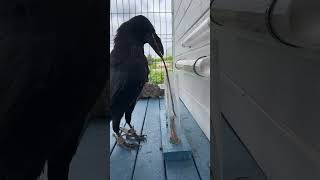 #animal #crow #birds #raven #воронгоша #nature #aboutbirds #animals