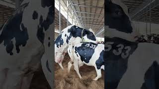 She Can't Wait Anymore #shorts #viral #cow #dairy #animals