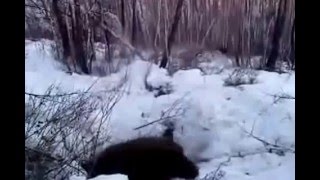 Chasse à l'ours! INCROYABLE