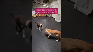 Dachshund puppy plays with the big dogs #dogsocialization #dachshundpuppy #playdate #dachshund