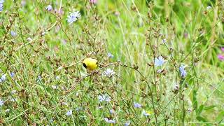 An American Goldfinch In a Field