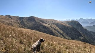 🐶Quaglie settembrine, odor di rugiada Agosto 2023.  Video 4K🐶