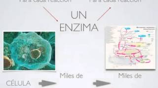 Estructura de los Seres Vivos.