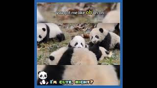 Panda world 4 #panda #熊猫 #cute #판다 #パンダ #babypanda #cutemoments #gấutrúc #lovely #adorable