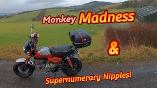 Monkey Madness & Supernumerary Nipples! |#Honda Monkey | @Yo-Ken @TheRiceRocketeer