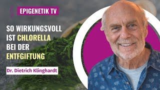 Deshalb ist Chlorella so wirkungsvoll, um Schwermetalle zu binden.