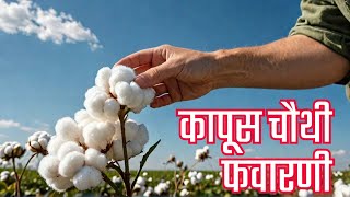 Cotton Favarni 2024 कापूस चौथी फवारणी Revolution!