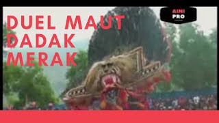 DUEL MAUT DADAK MERAK...!!!