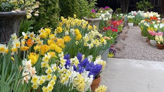 Daffodils, Tulips & Hyacinths - April 2023 Gardening