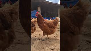 Hora de passear #avicultura #galinhacaipira #chicken #ovo #criaçãodegalinhas #caipira #ovocaipira