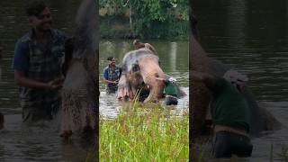 Bath 🛁|මෙහෙමත්  අලි නෑමක්#tusker #elephant #viral #video #shots