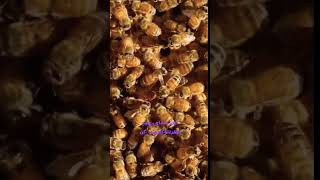 تشخیص سروصدای داخل کندو ونحوه صدای زنبورا#beehoney  #زنبورعسل #عسل #