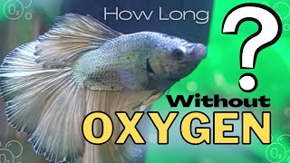 How Long Can Fish Live Without Oxygen? (Top 6 Factors To Consider!)