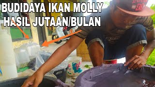 MANTAP... Budidaya Ikan Molly yang sangat Menjanjikan hasil JUTAAN perbulan