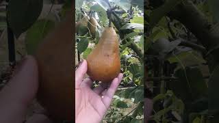 Pears fruit in the garden #short #video