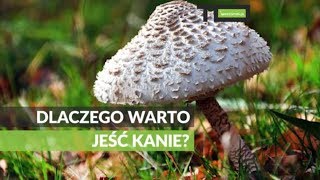 Dlaczego warto jeść kanie?