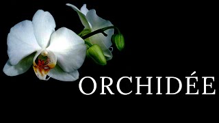 Orchidée 🌺