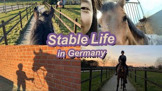 독일승마장 일상 브이로그 stable life in Germany  |셔니션|