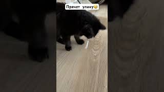 #tiktok #memes #video #котики #приколы #ytshorts #видео #кот