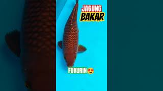 Fukurin Jos ☯️ alias sisik JAGUNG BAKAR #koi