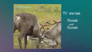 FaunaView: Scandinavian #Shorts - Reindeer Battle