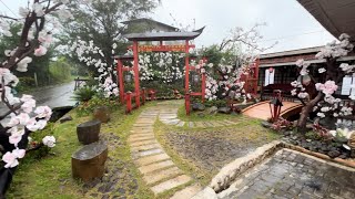 Japanese zen garden plant idea