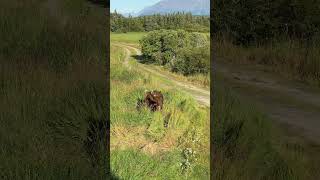 Brown Bears playing in Katmai National Park Alaska