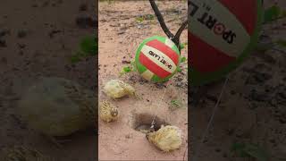 New Quail Bird Trap Using Volleyball - #Shorts - #New Creative Bird Trap