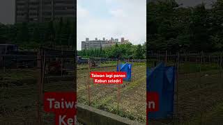 panen seledri kebun di Taiwan #shorts