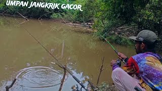 MANCING PAKE UMPAN JANGKRIK BENAR-BENAR GACOR RIL PANCINGKU  DIBUAT MENJERIT