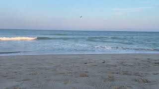 Pelican diving to catch fish during an amazing evening at the beach