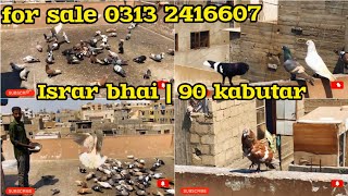 Israr bhai | 90 kabutaron ki ladaiyan | fighter Gola kabutar | Gola pigeon