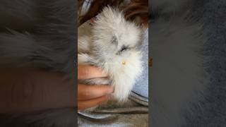 Silkie chick snuggles 🥰