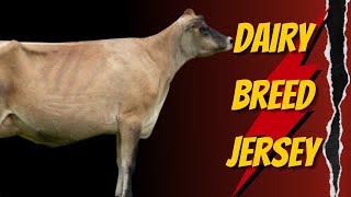 DAIRY Breed Jersey. How much do you know about this breed of cows?